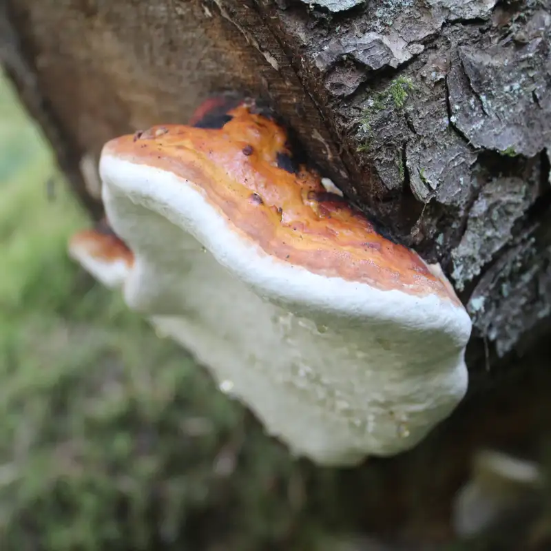 Cumberland conk could become world’s first Official Village Fungus