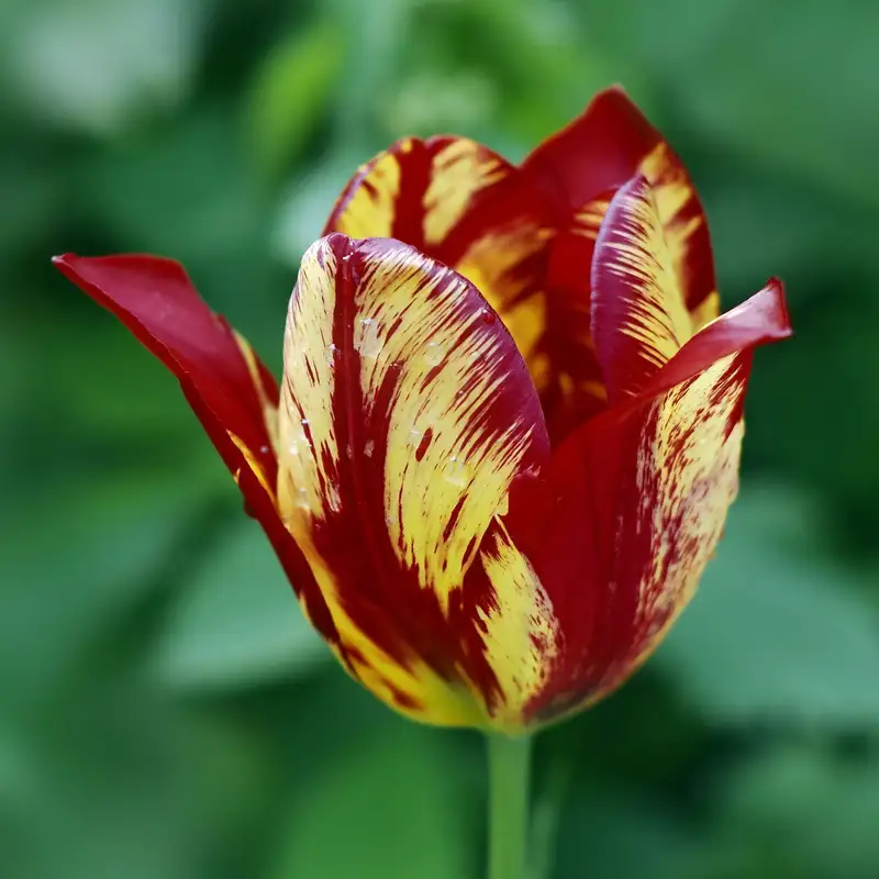 Spring Mix