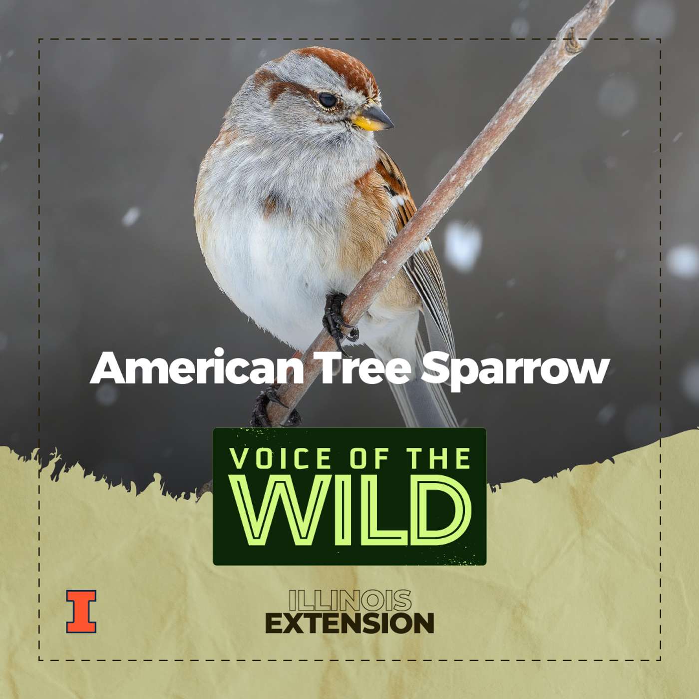 Voice of the Wild