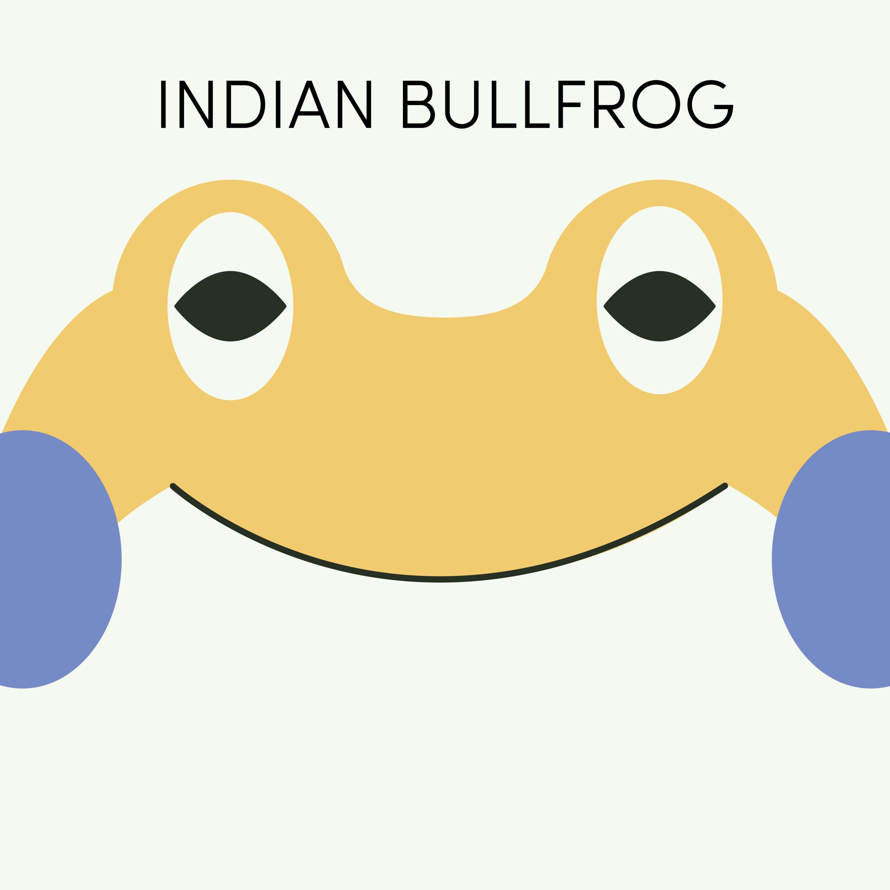 Indian Bullfrog | Week of September 27th