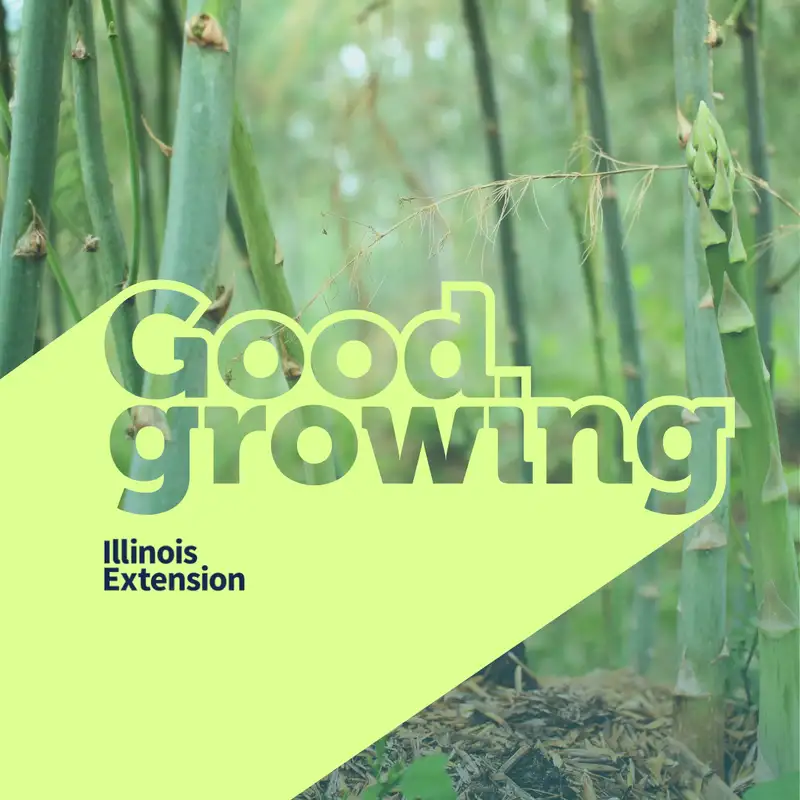 Ep. 169 Growing Perennial Vegetables, Asparagus, Rhubarb & More | #GoodGrowing