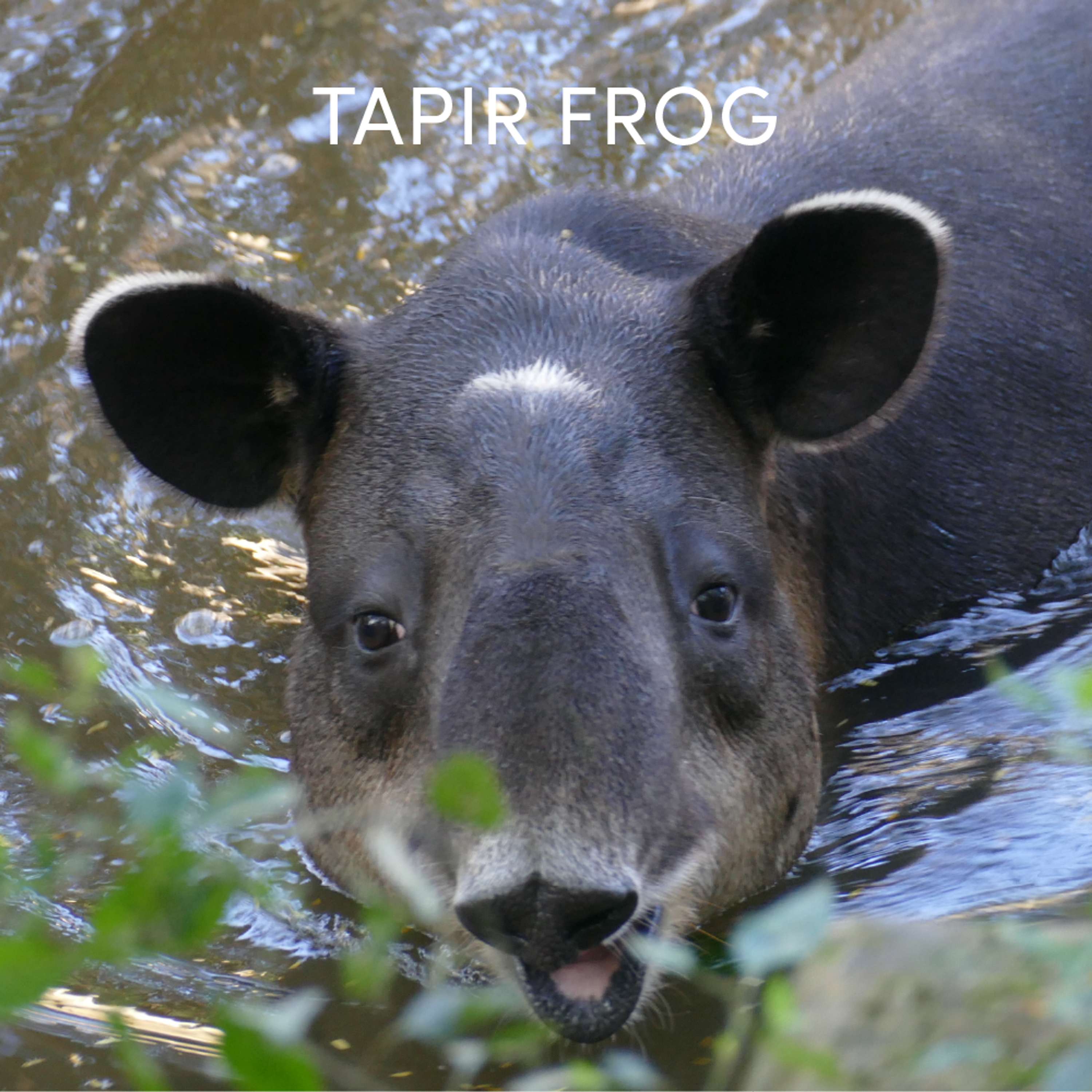 Tapir Frog | Week of April 8th