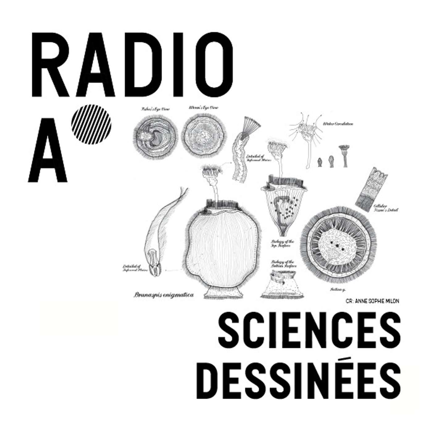 Anne-Sophie Milon - Le Dessin comme animation de la science