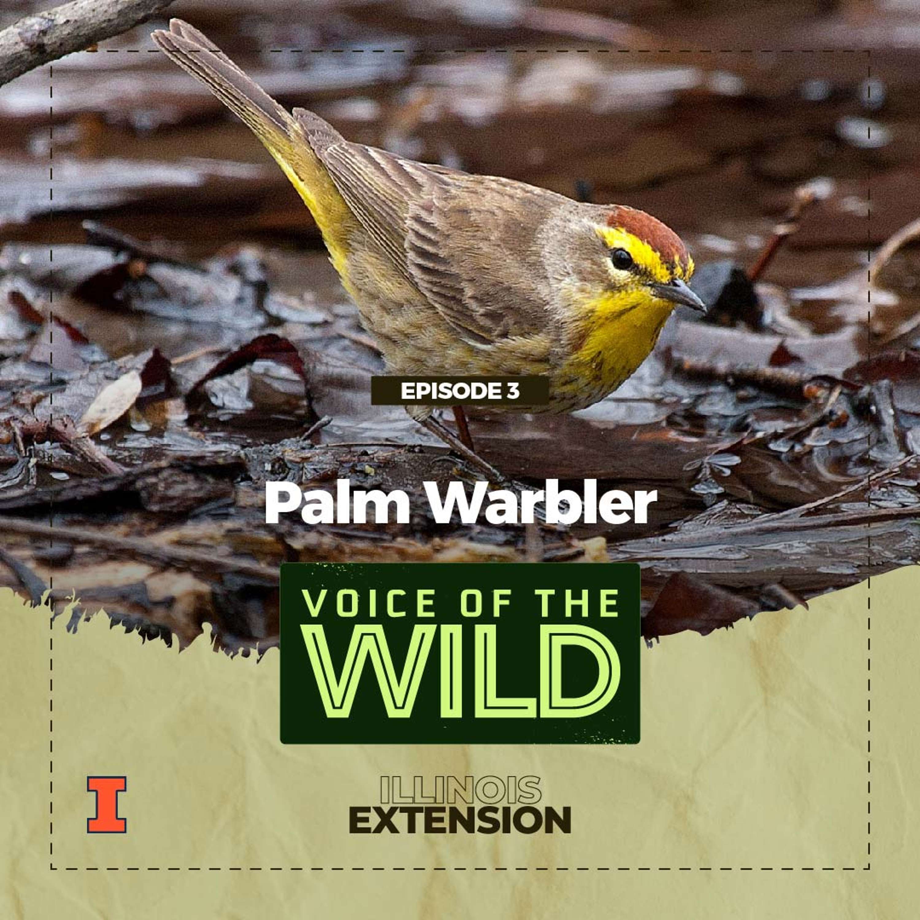Voice of the Wild