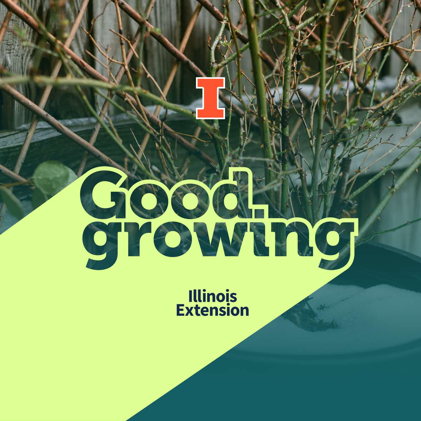 Gardenbite: Tips for overwintering potted perennials | #GoodGrowing Gardenbite: Tips for overwintering potted perennials | #GoodGrowing