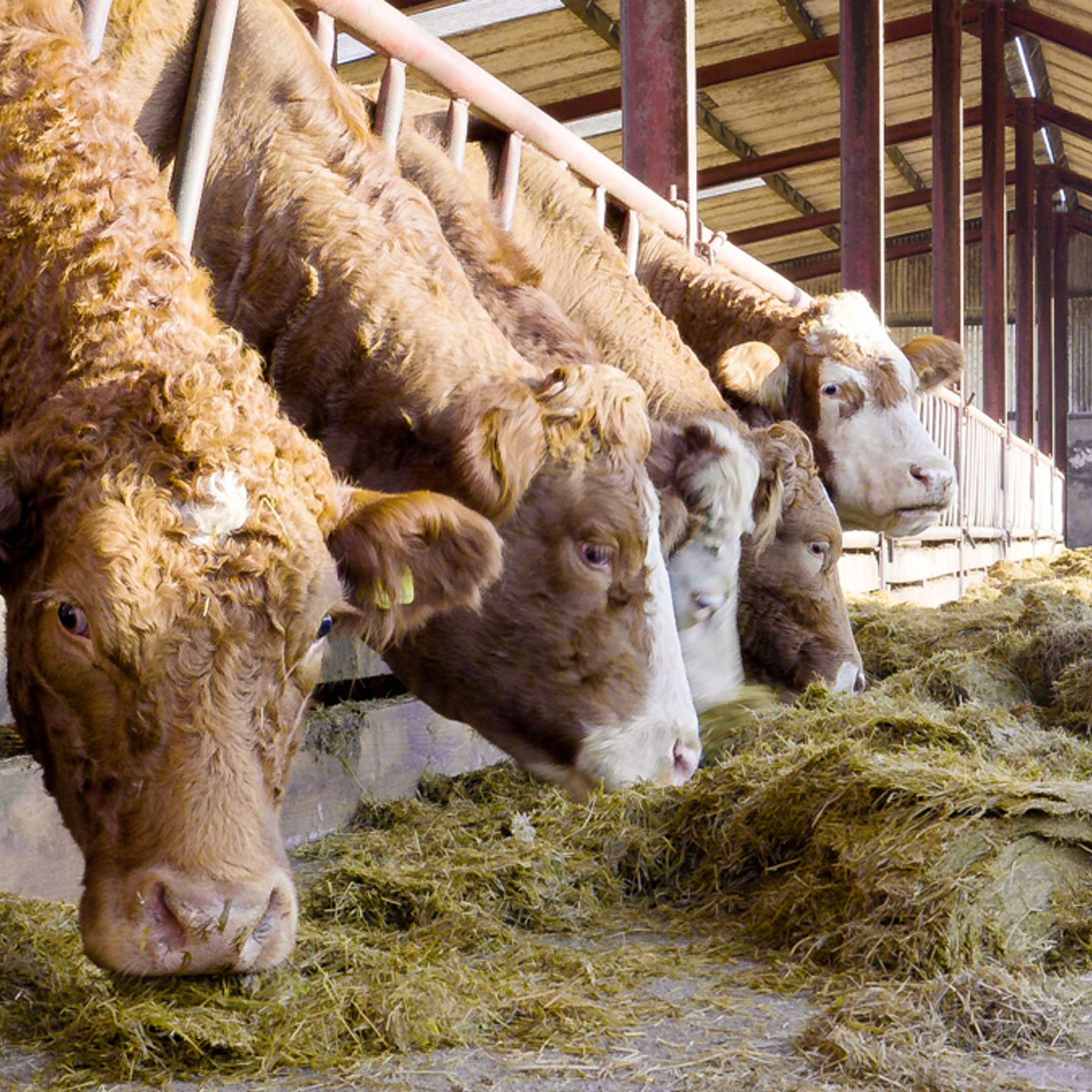 What should I be looking for in a pre-calving mineral?