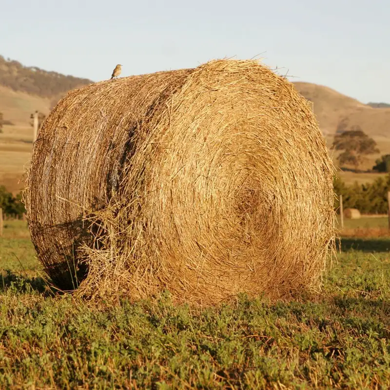 Ron Thomason ... Hay
