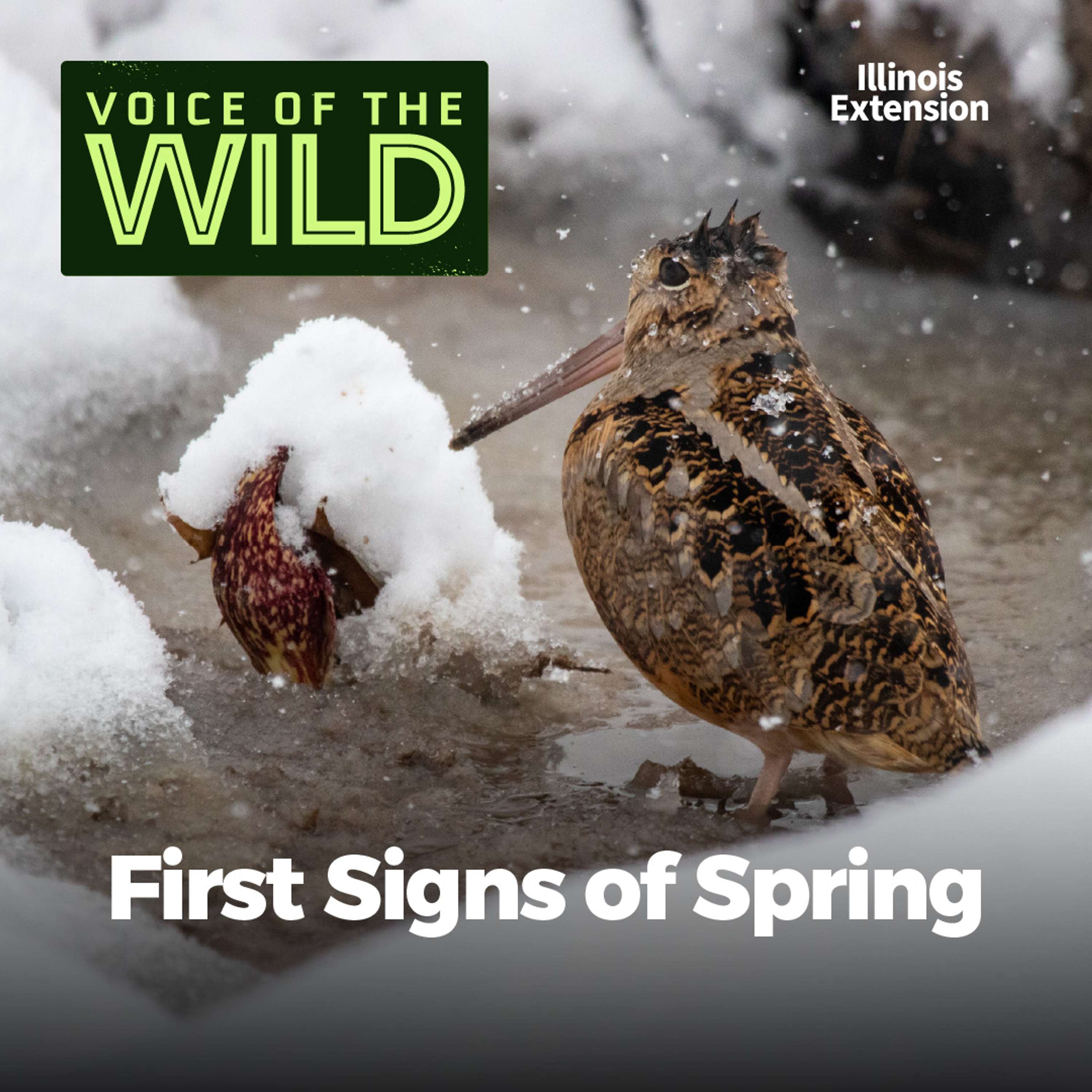 Voice of the Wild