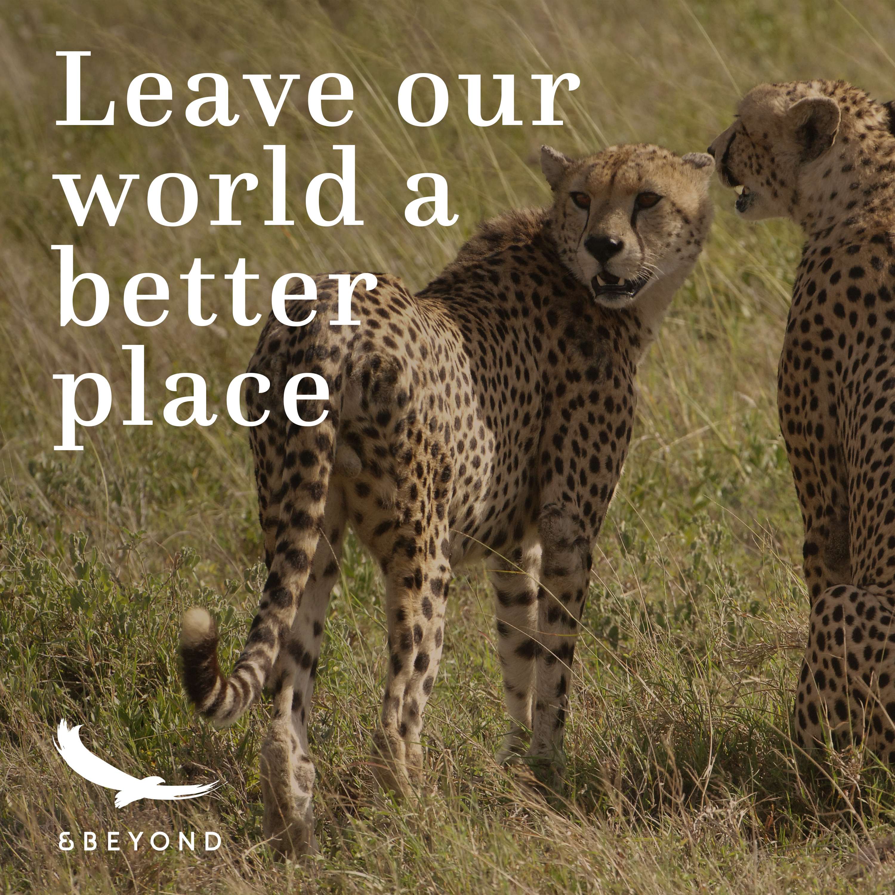 Better World