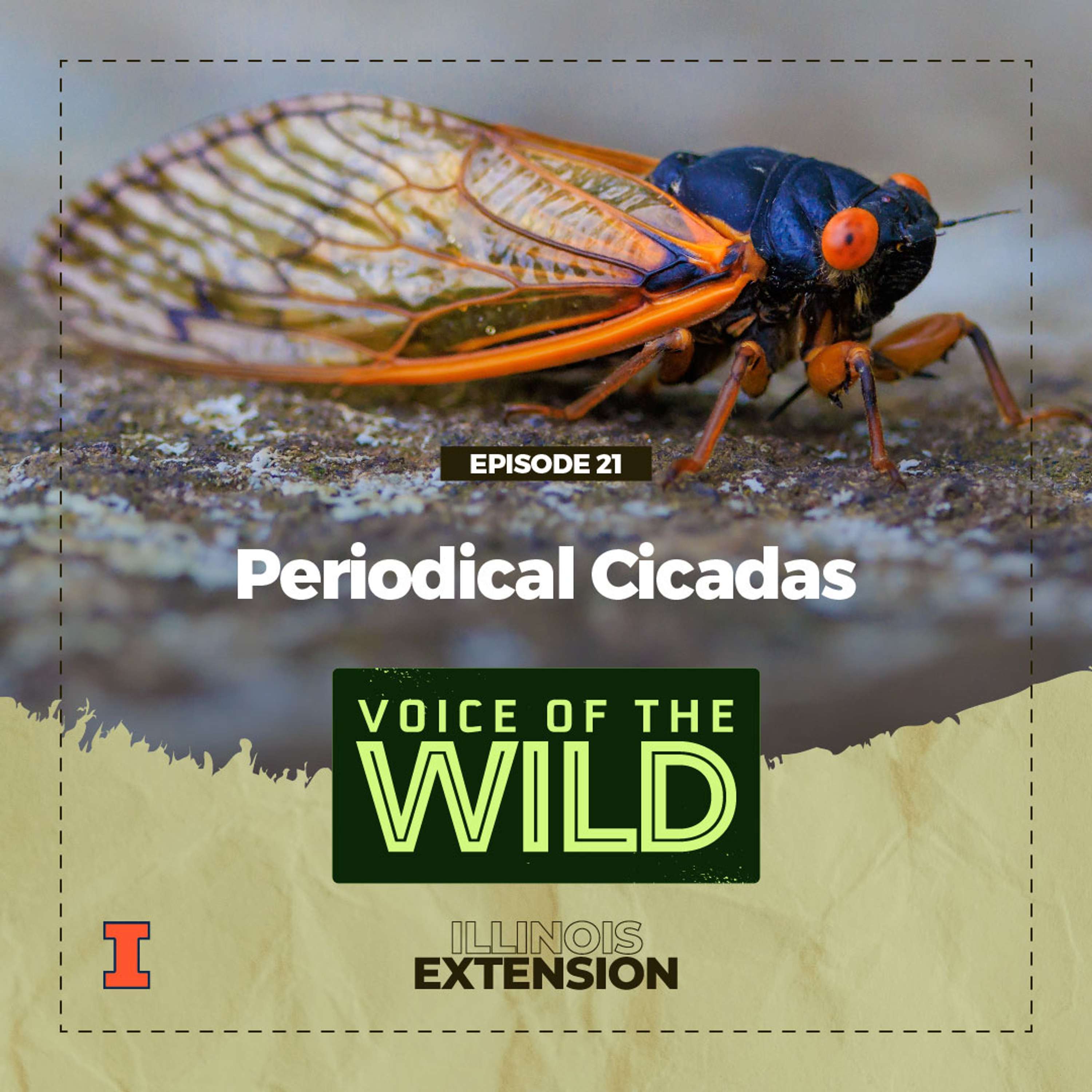 Voice of the Wild