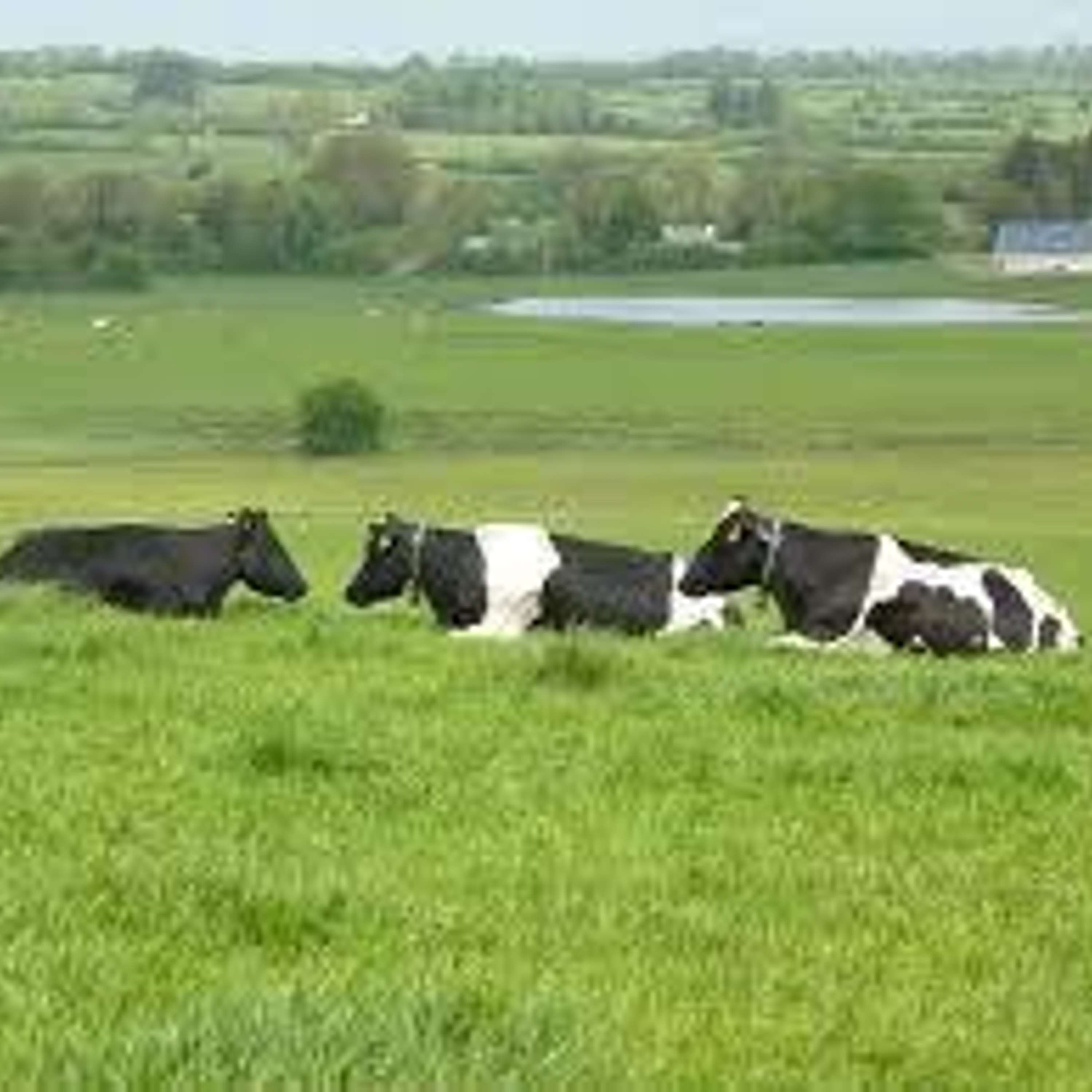 The Dairy Edge