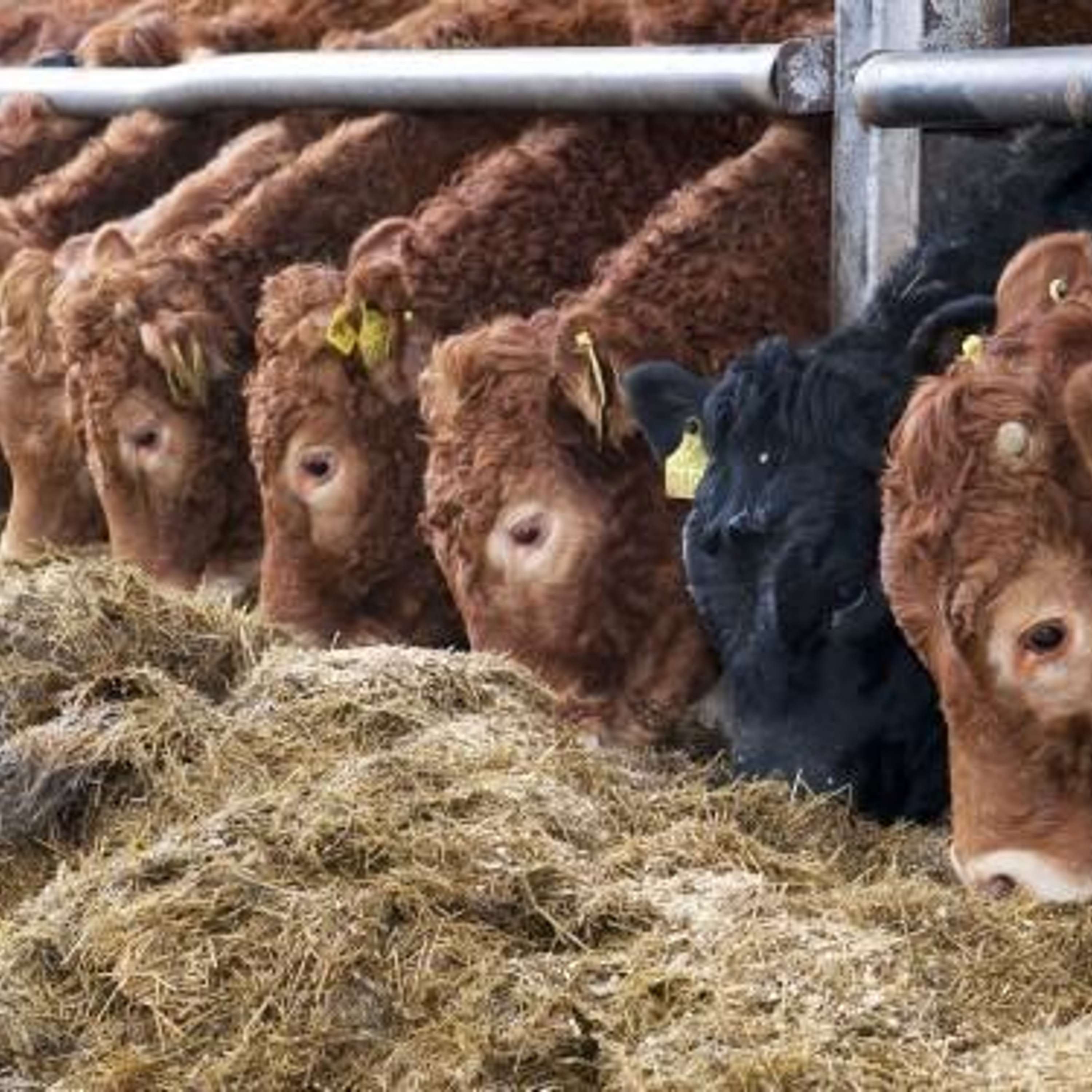 The Beef Edge