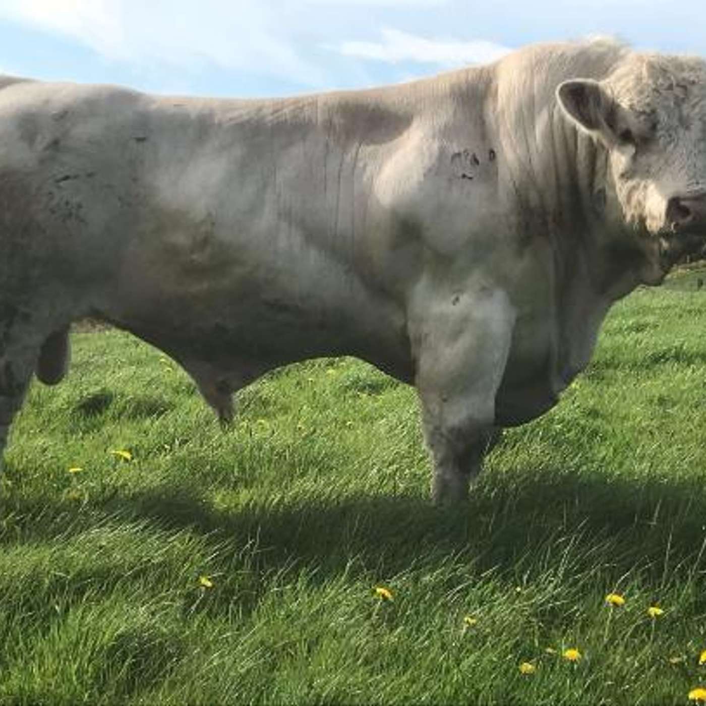 The Beef Edge
