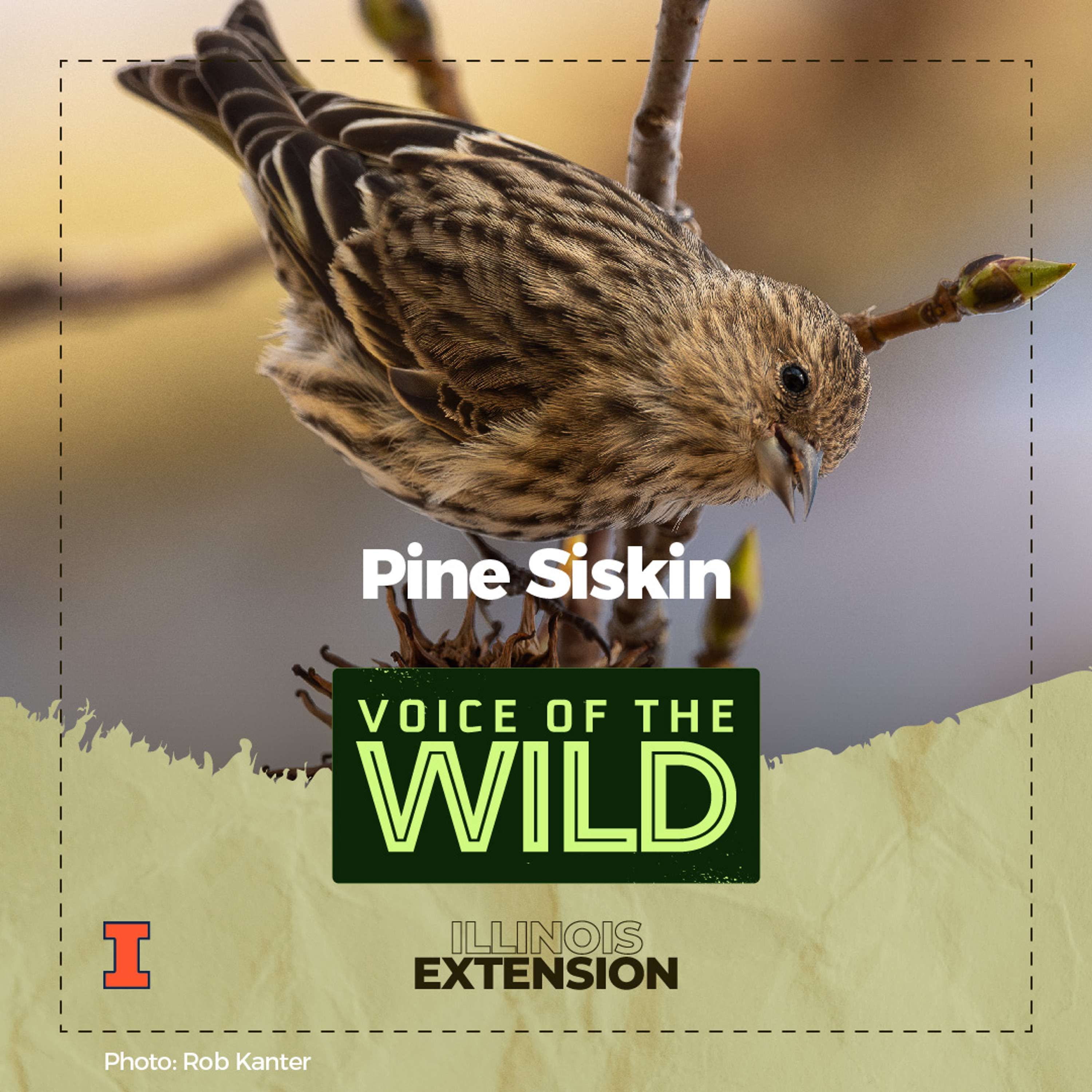 Voice of the Wild