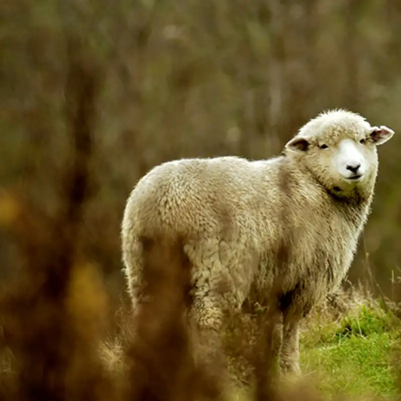 【前編】いなくなった羊、なくした銀貨、いなくなった息子 ― ルカ15章