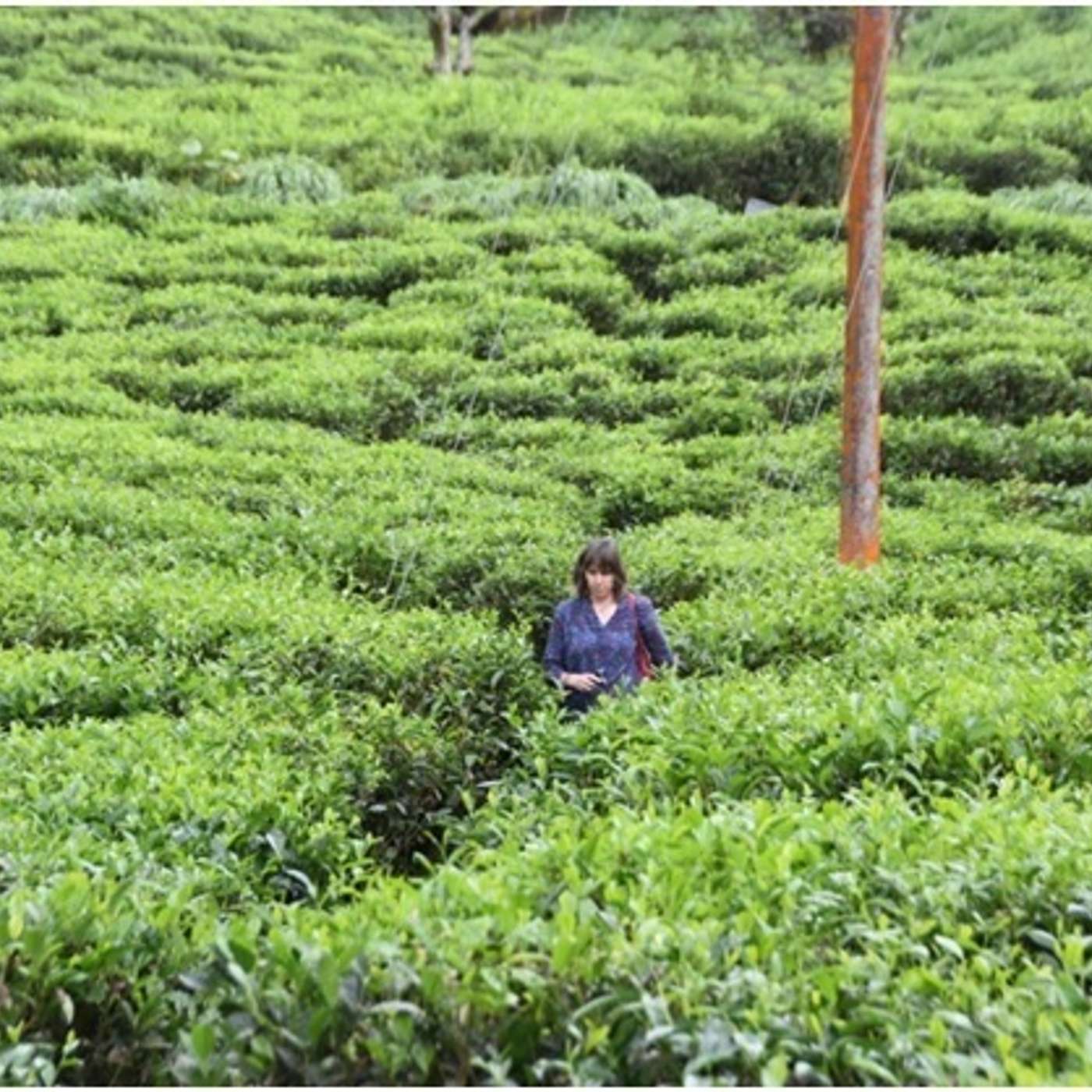 Lake Missoula Tea Company- Tea Podcast: Colombia visit to Bitaco
