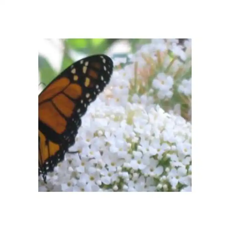 Deeply Connect with Your Partner -Live Energy Healings with Lottie Cooper