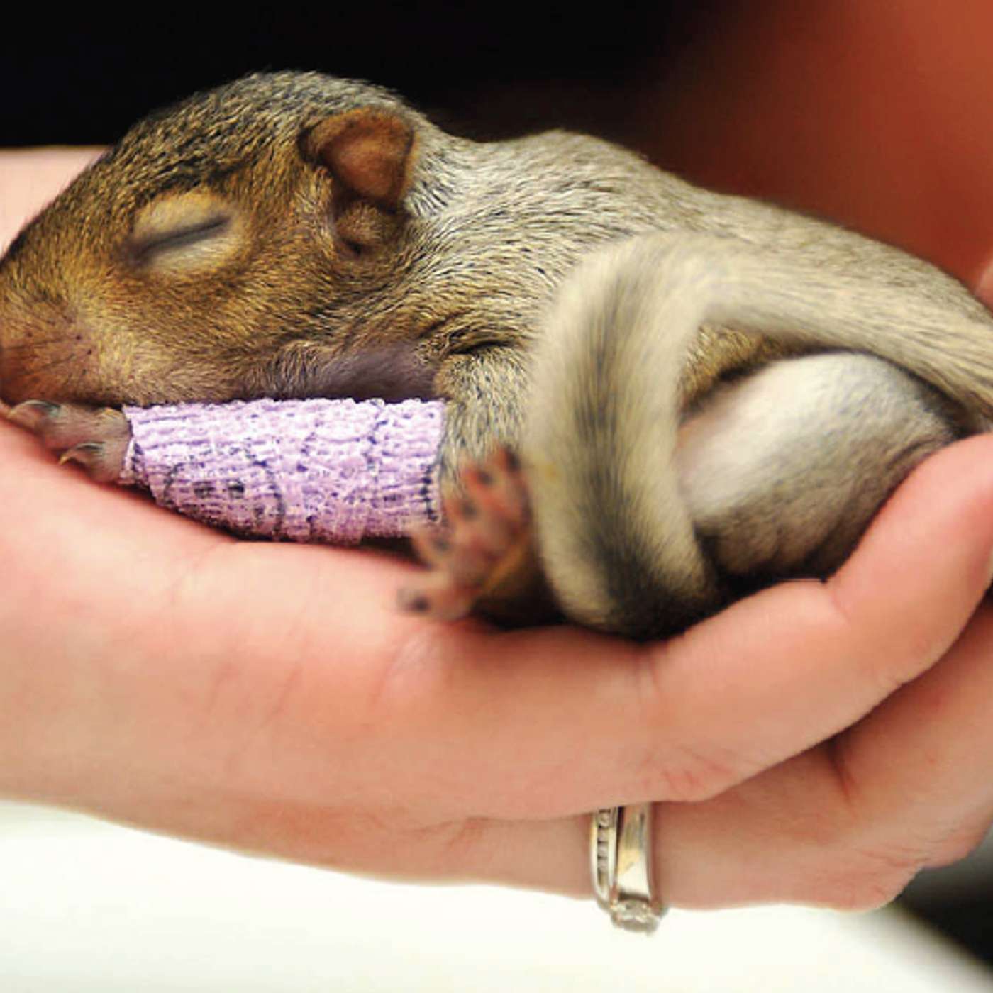 Wildlife is having babies - how you can help their chances Wildlife is having babies - how you can help their chances