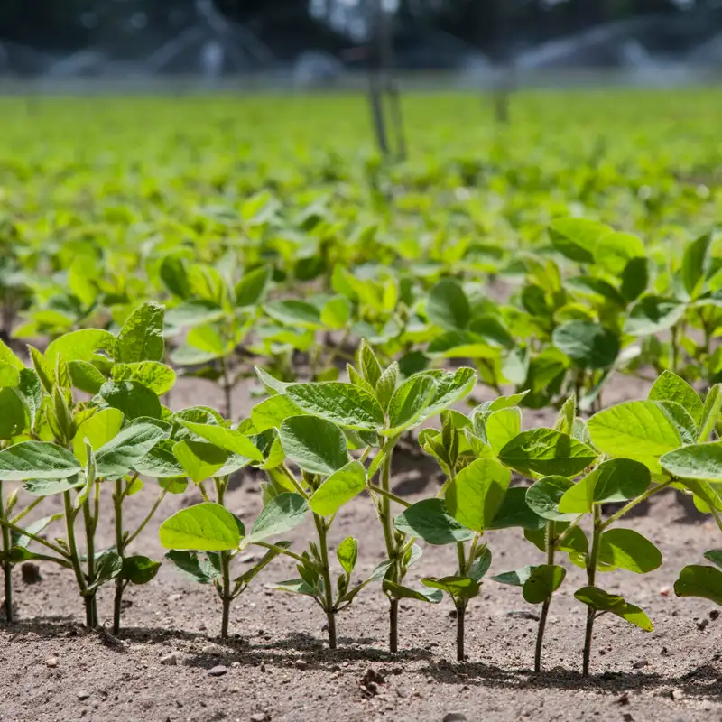 Soybean fertilizer management: IDC, sulfur, P and K soil tests, and more