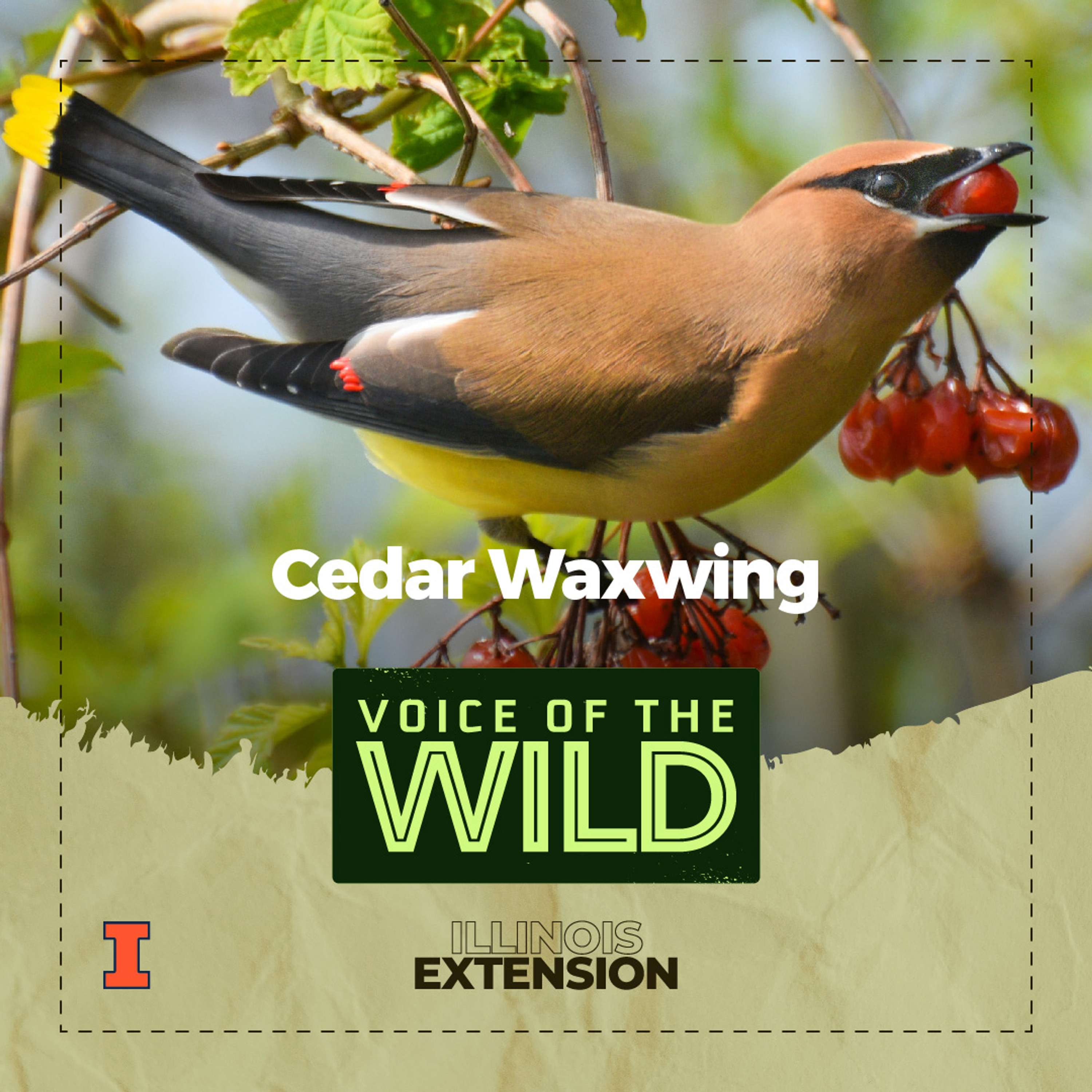 Voice of the Wild