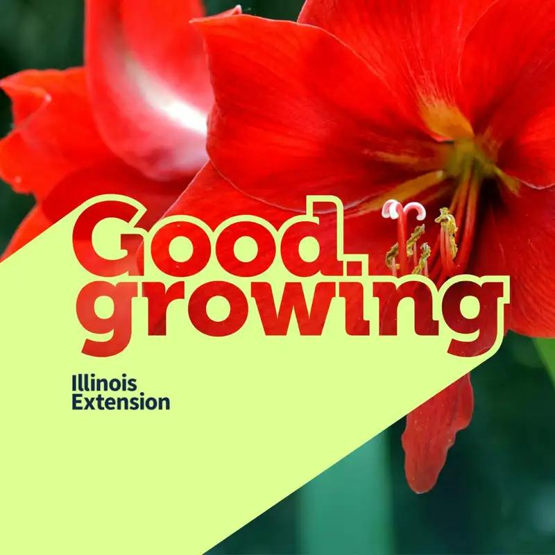 Gardenbite - Amaryllis care and getting it to rebloom | #goodgrowing