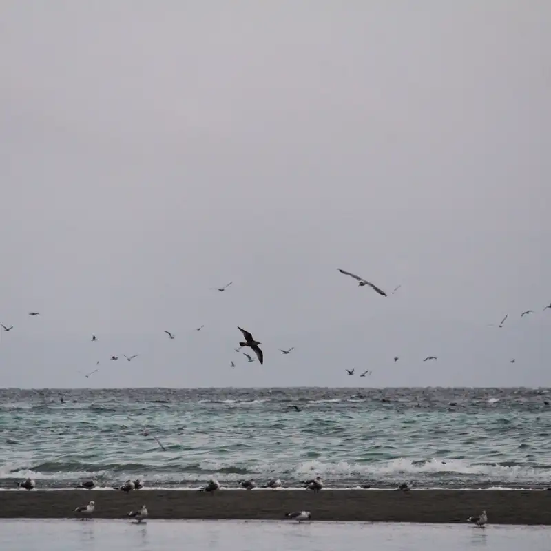 The smell of spring — herring spawn marks the new season