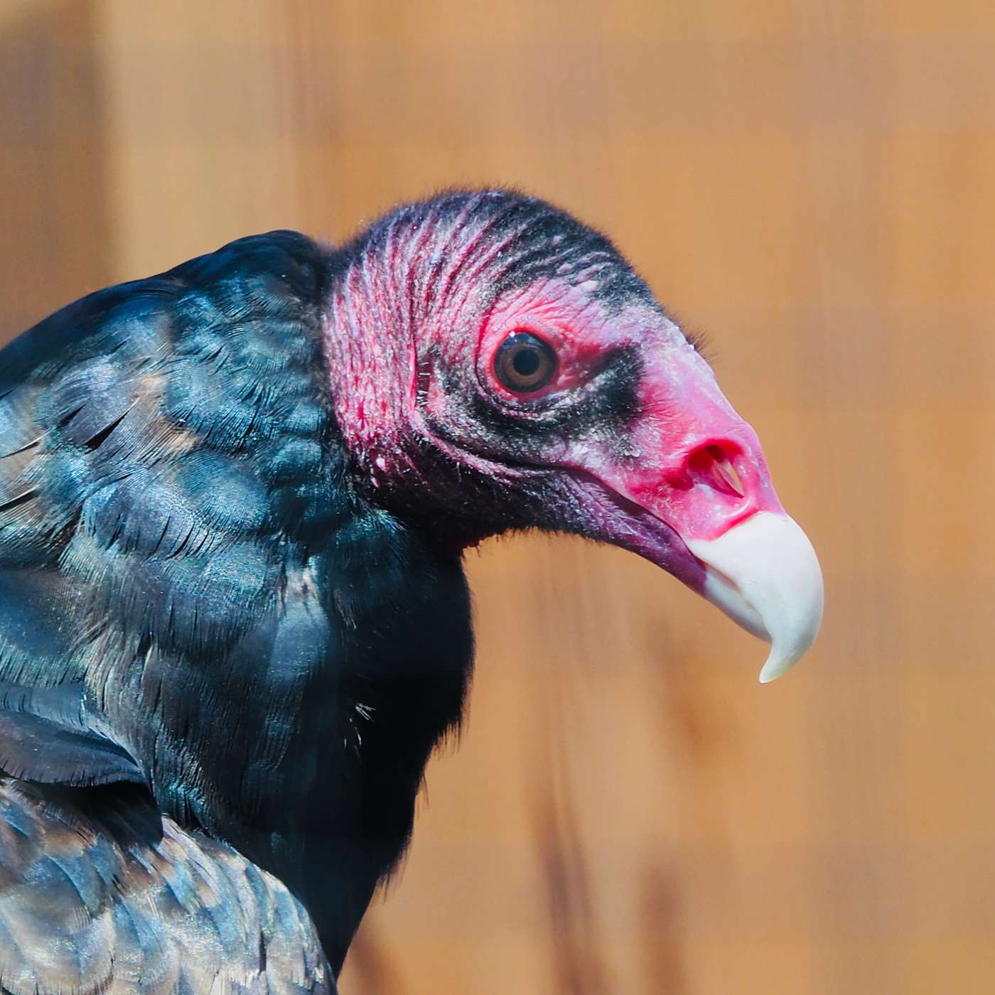 Turkey Vultures Turkey Vultures