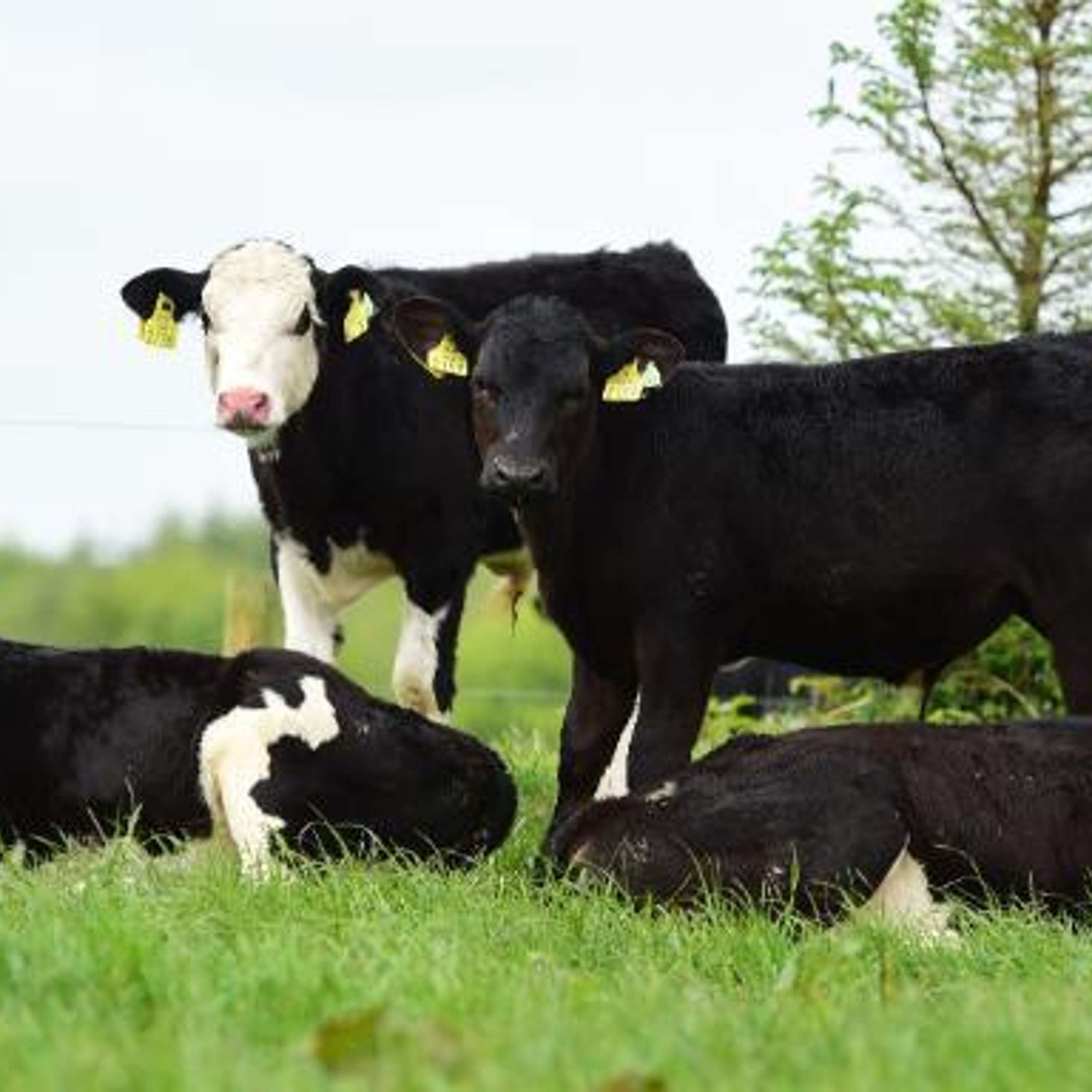 The importance of genetics in the dairy-beef system to maximise performance & profitability