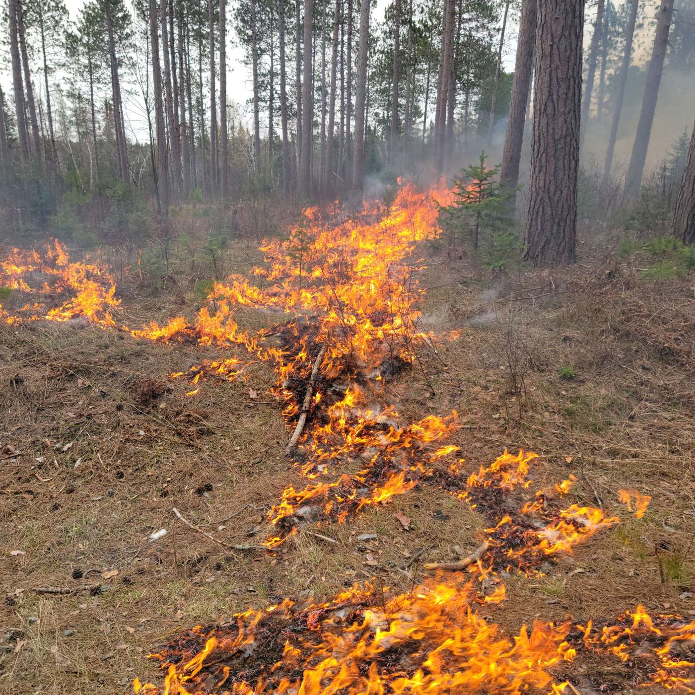 Good Fire: How Low-Intensity Wildfire Benefits the Northwoods