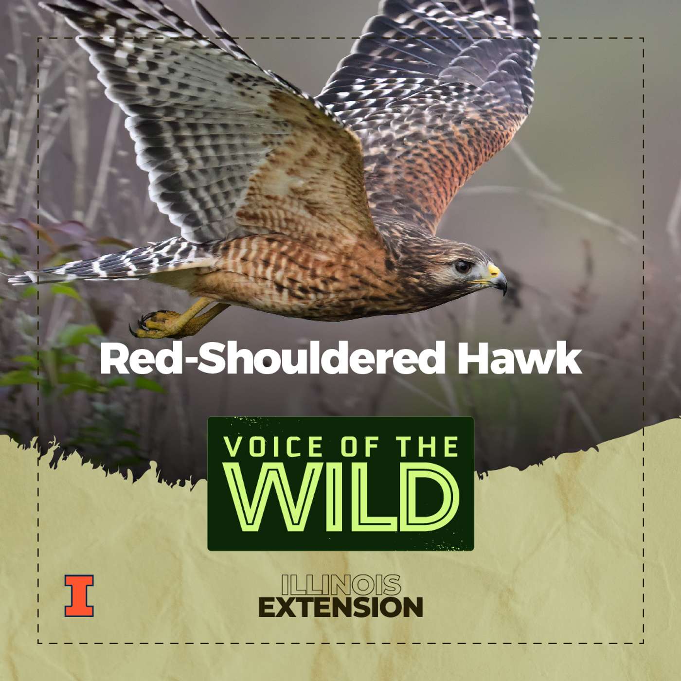 Voice of the Wild