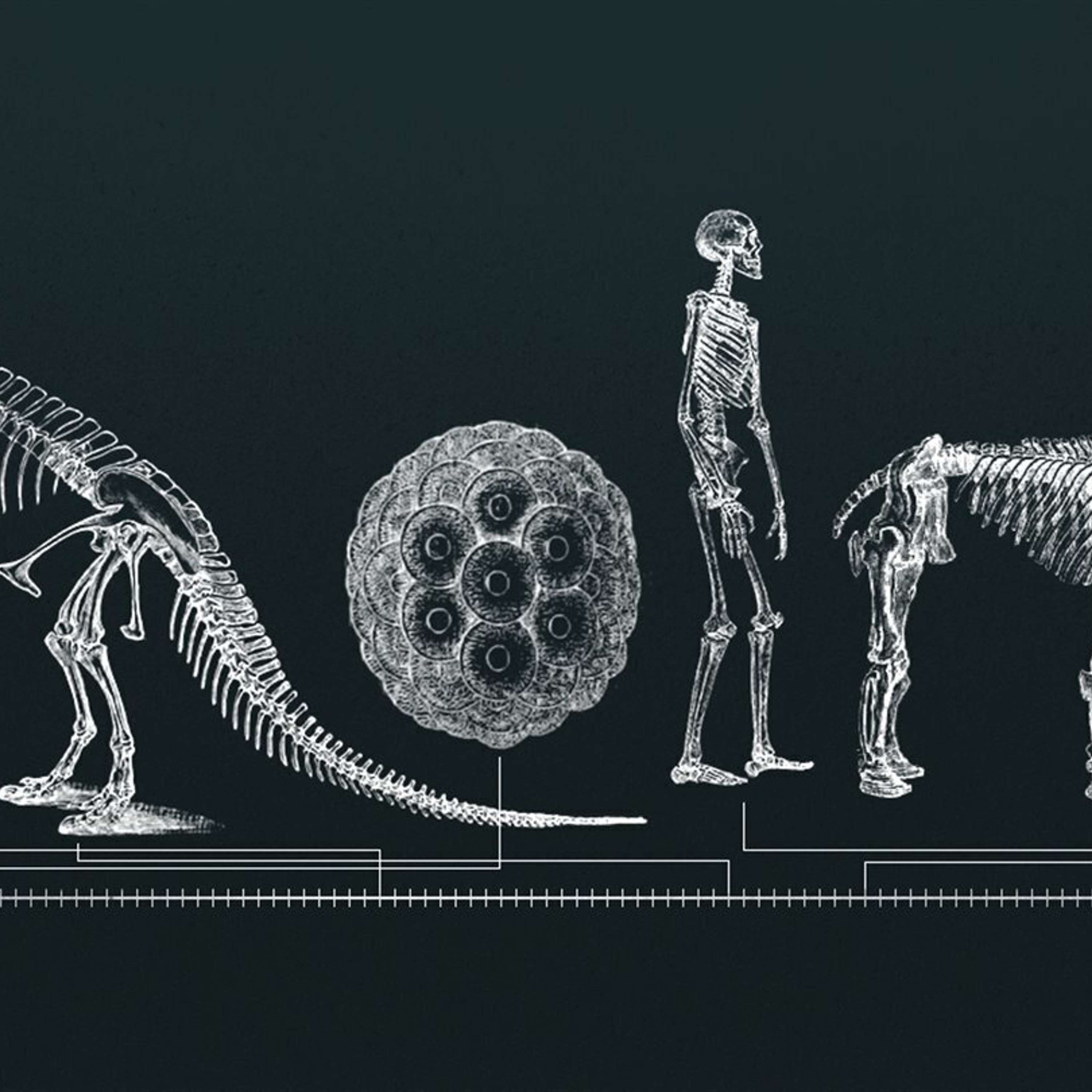 Historia de la vida en la Tierra (III): Cuando los dinosaurios dominaban la Tierra. La gran extinción de hace 66 millones de años