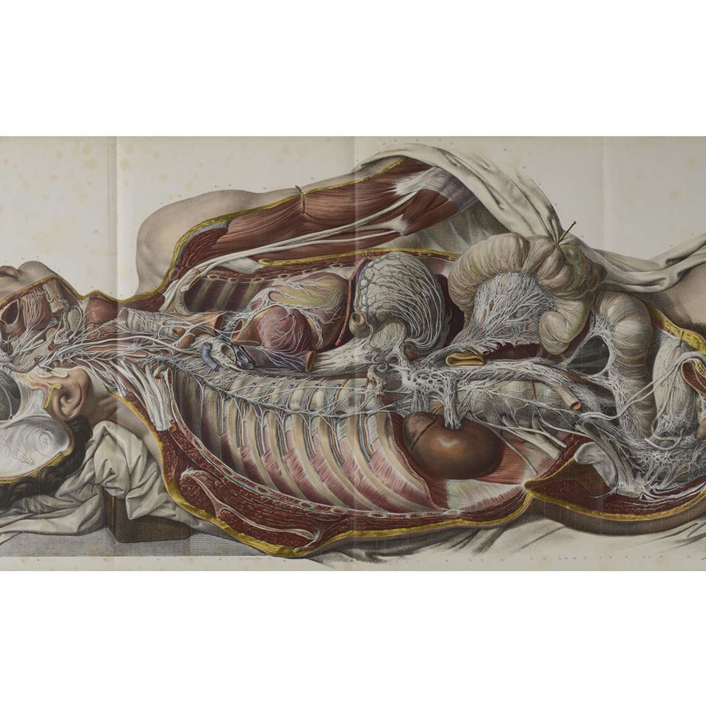 Olivier Poncer - L'illustration Médicale