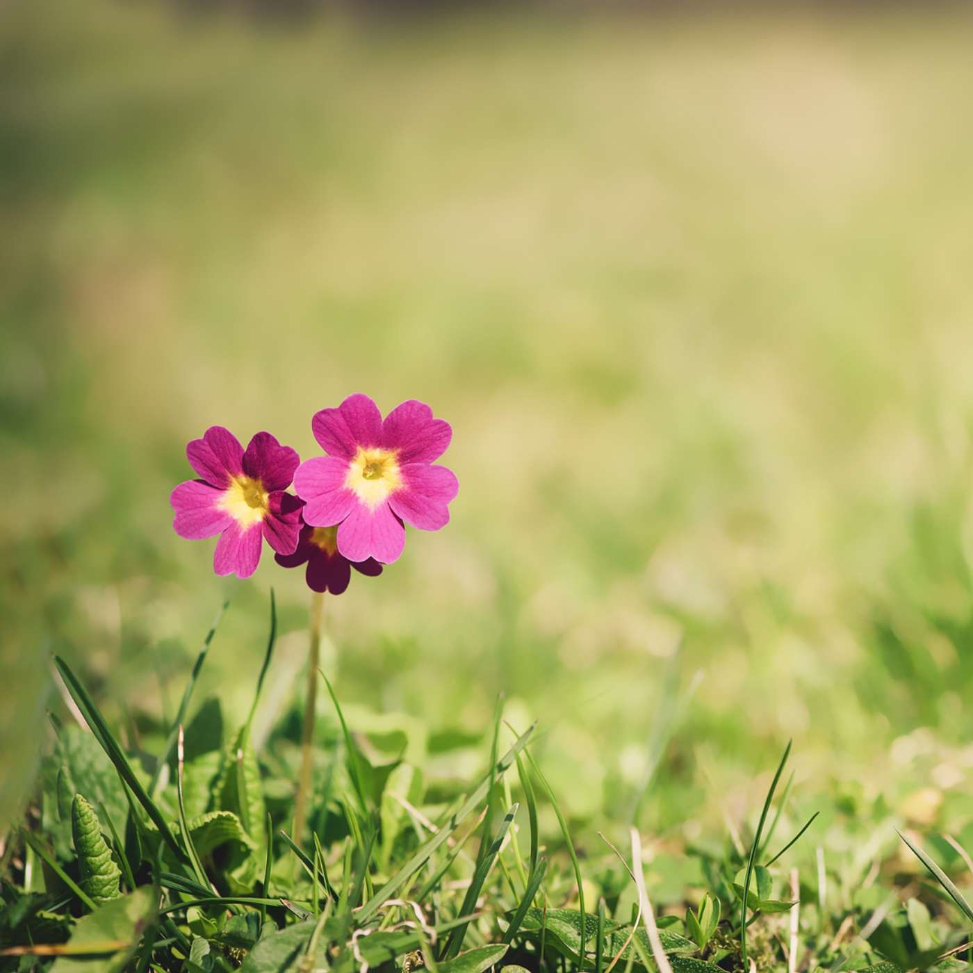 Katolsk podkast | St Rita Radio | EWTN Norge