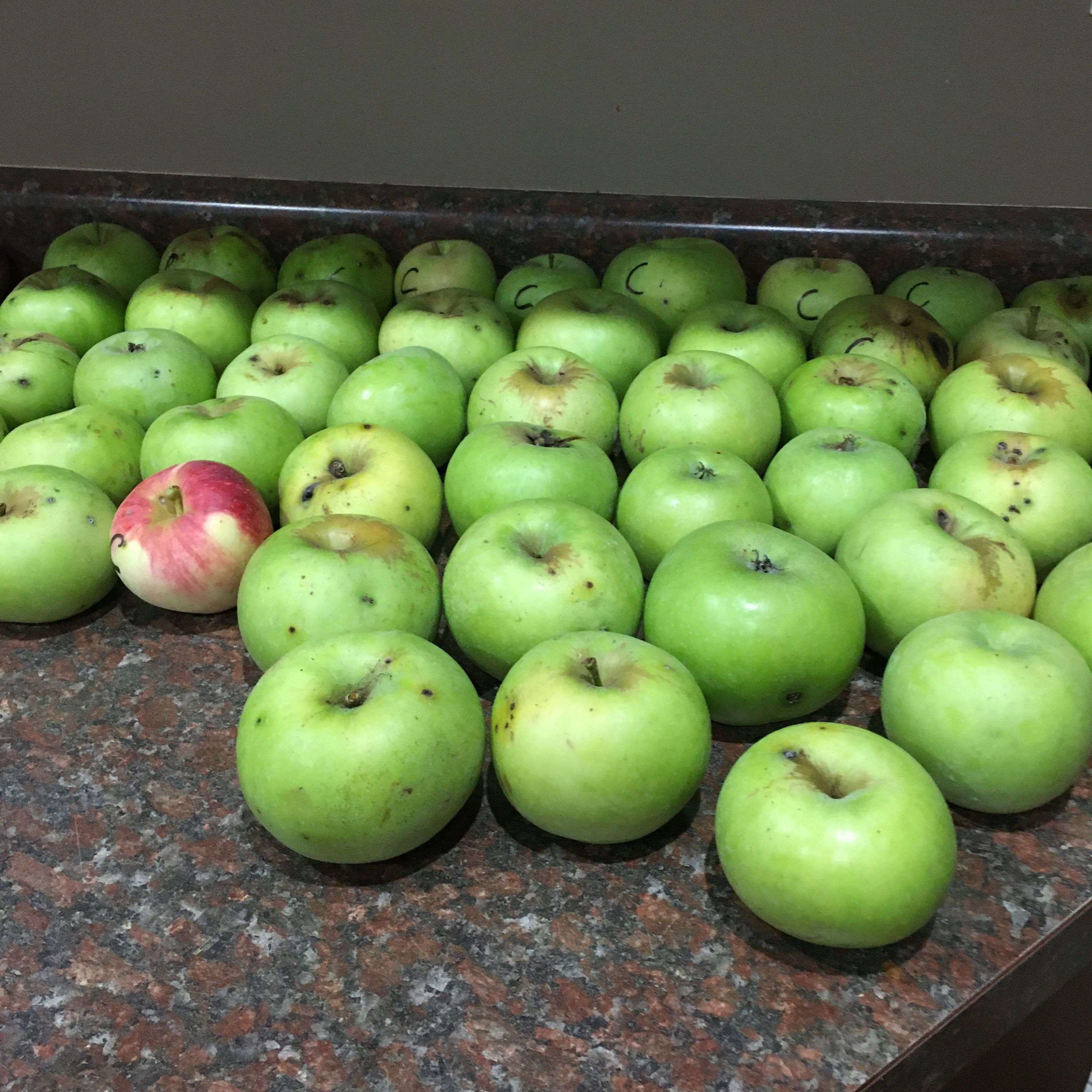 Orchard People