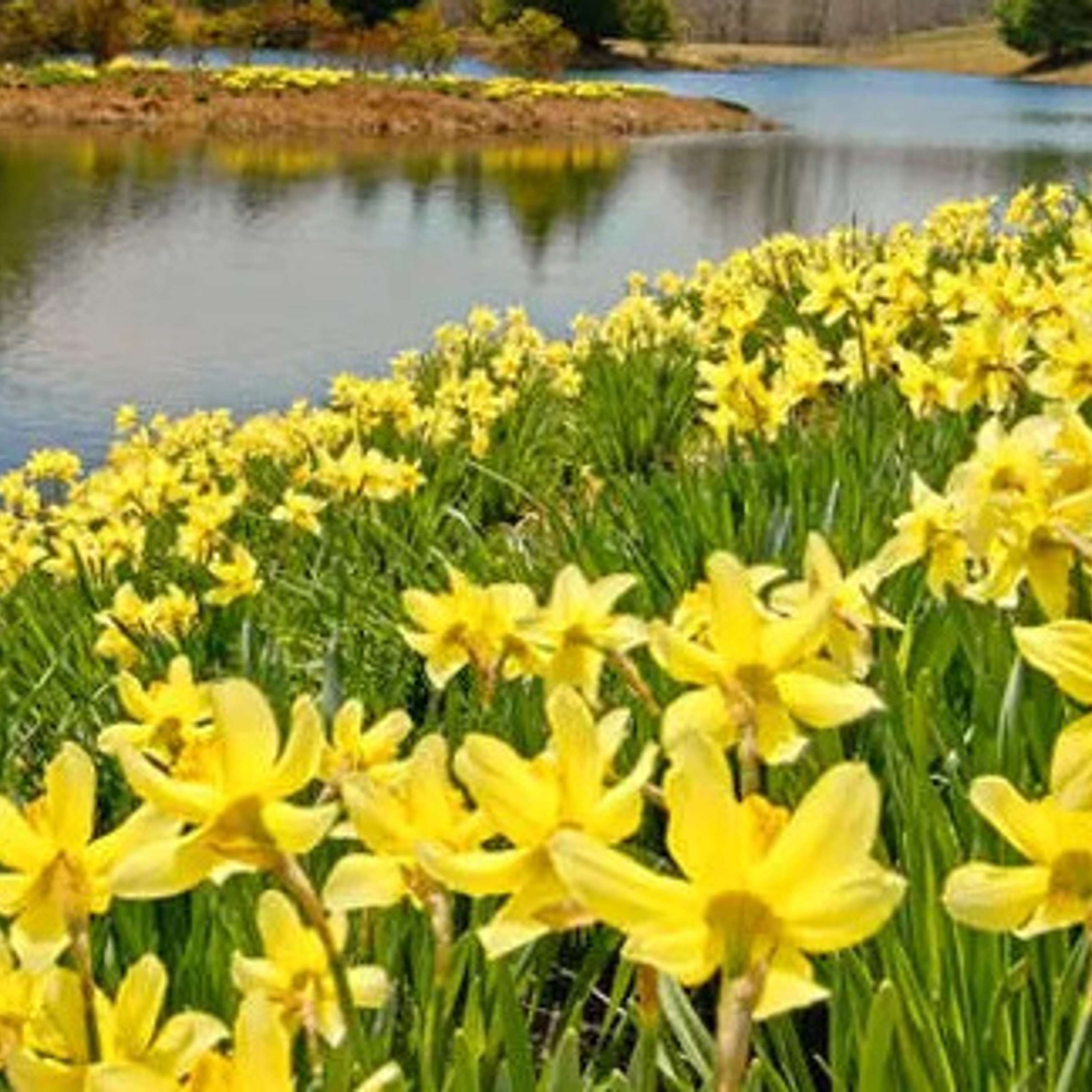 Poetry for Dorothy