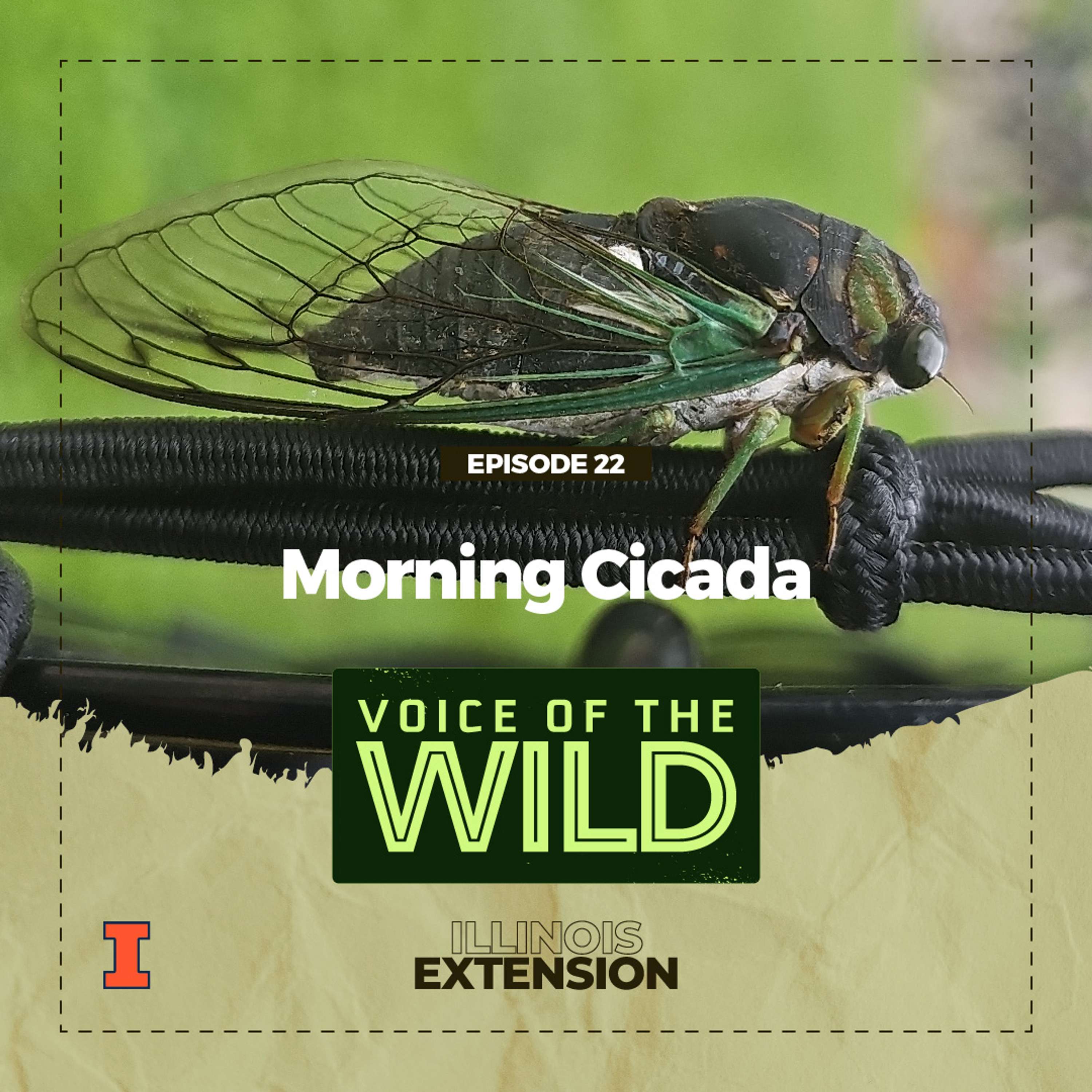 Voice of the Wild