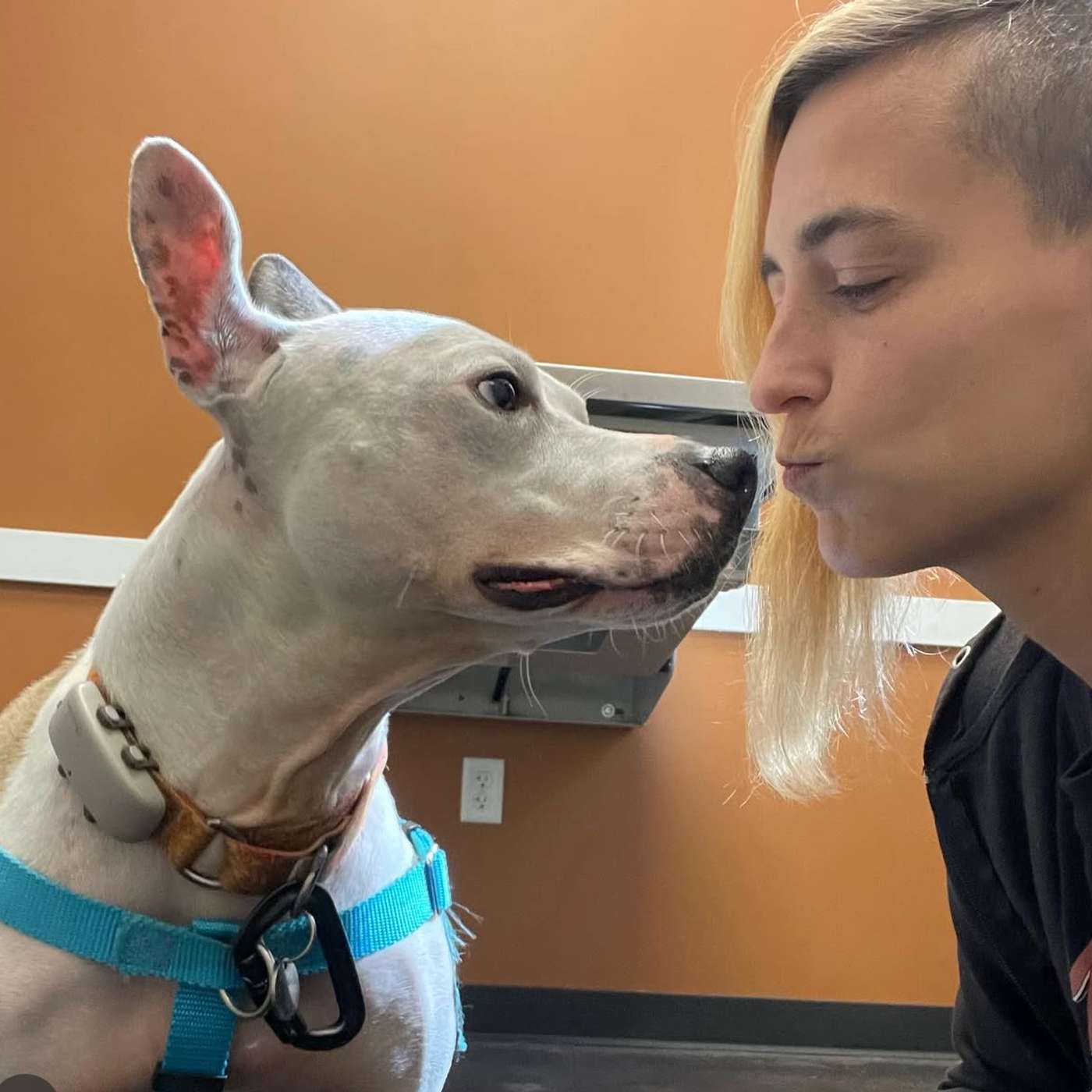 Not all dog trainers are created equal