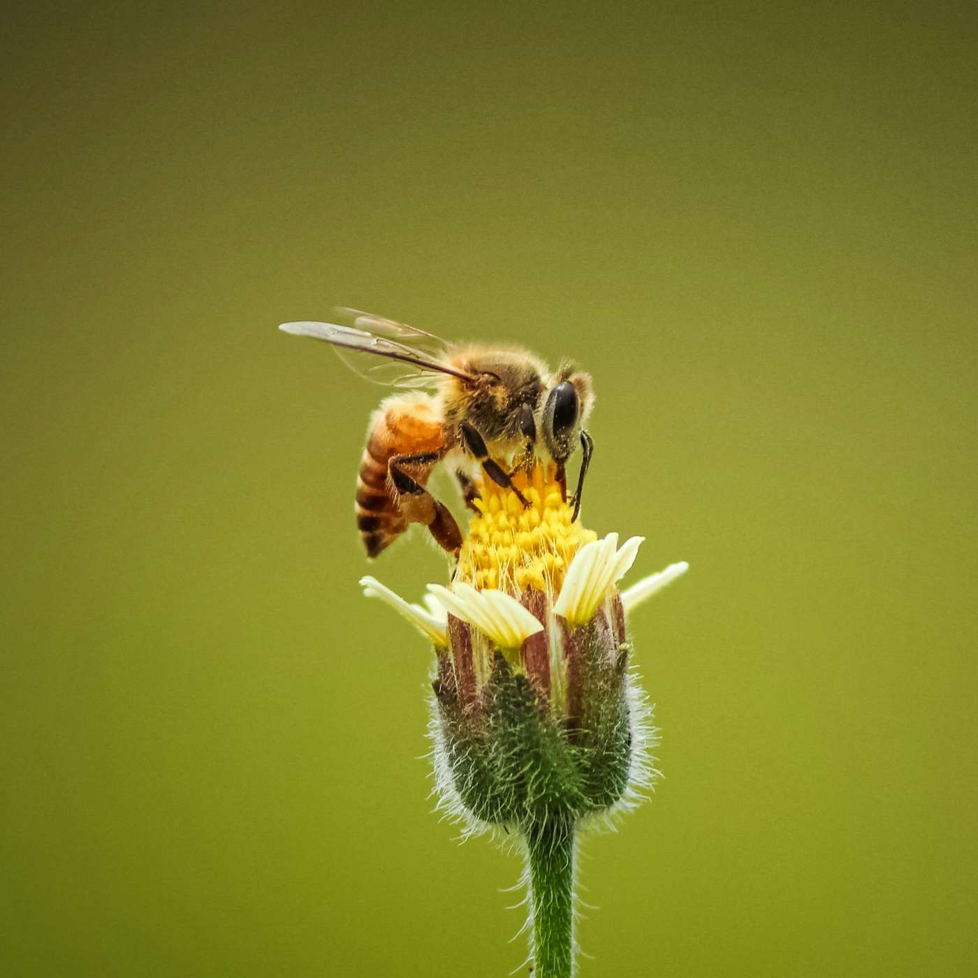 Honeybees