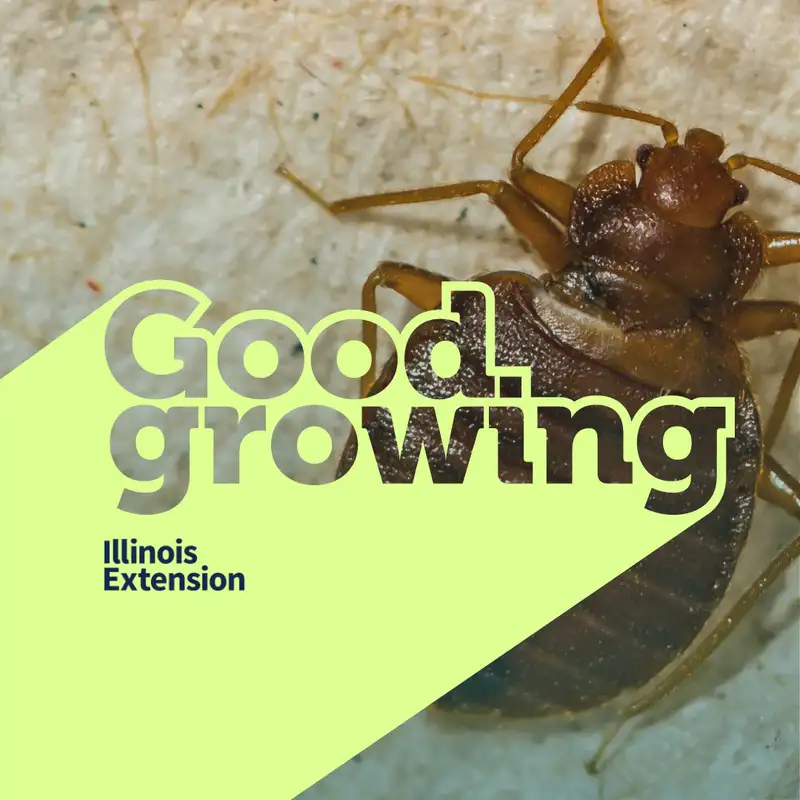 Ep. 157 All About Bed Bugs with Entomologist Dr. Kacie Athey | #GoodGrowing