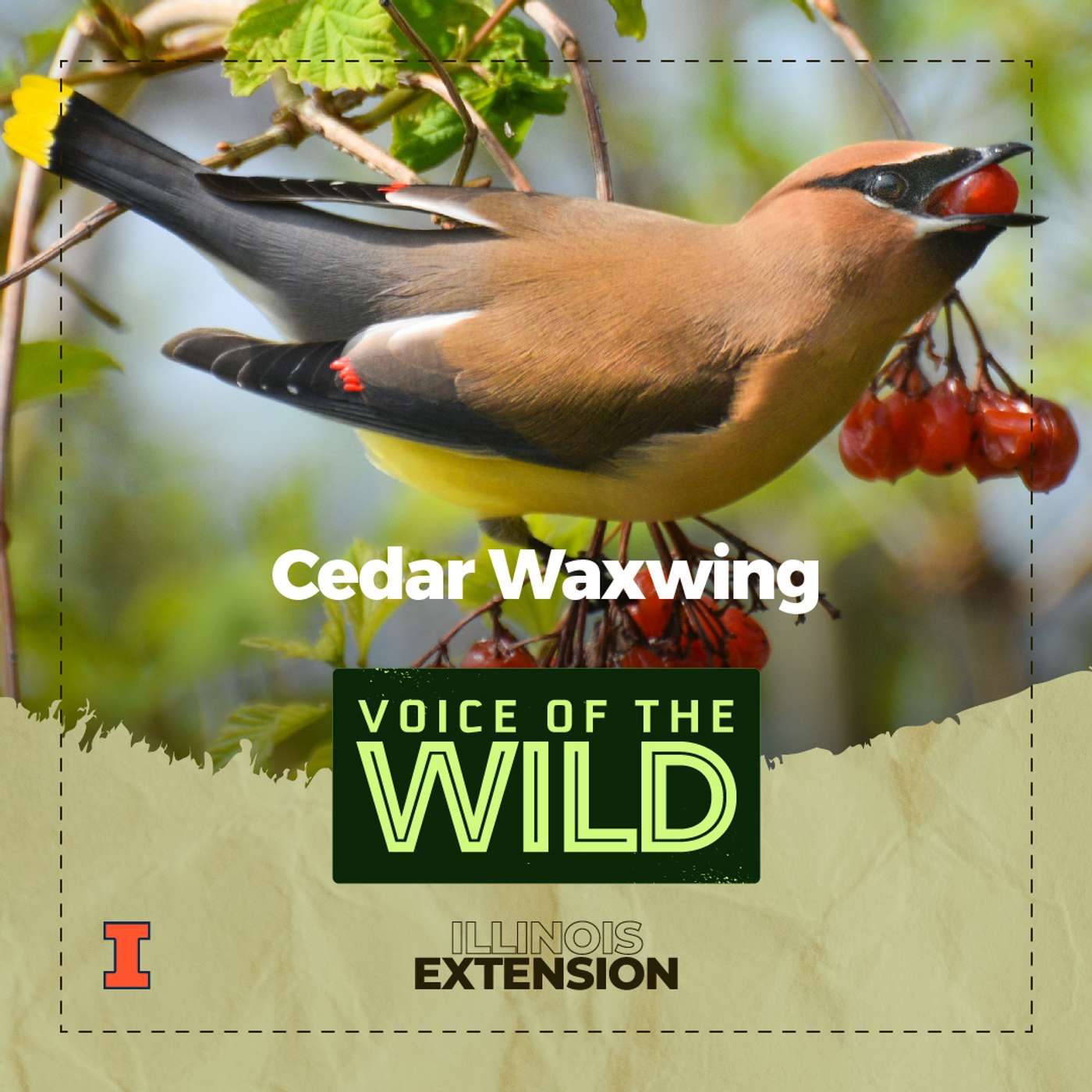 Voice of the Wild