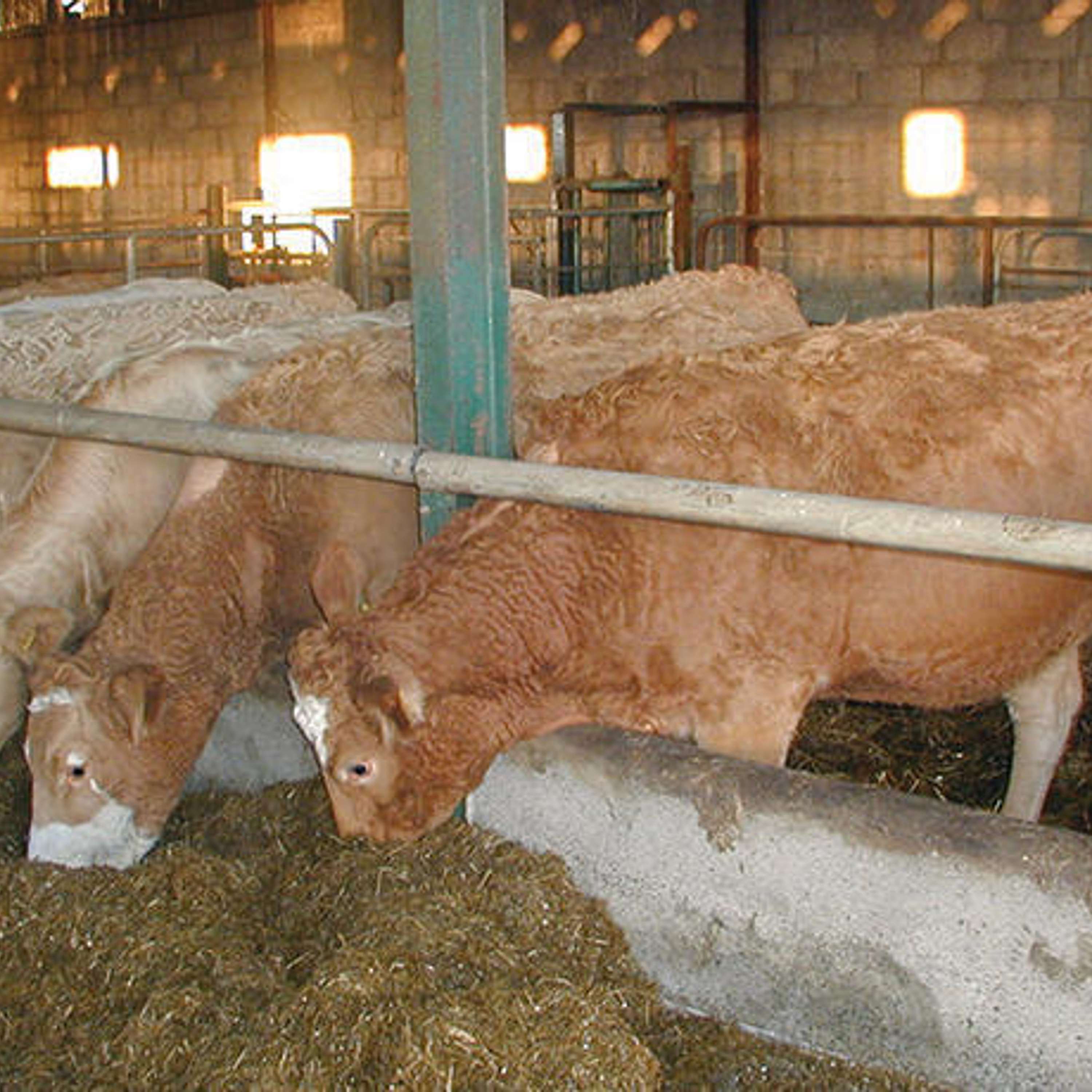 Key animal welfare considerations for beef farmers